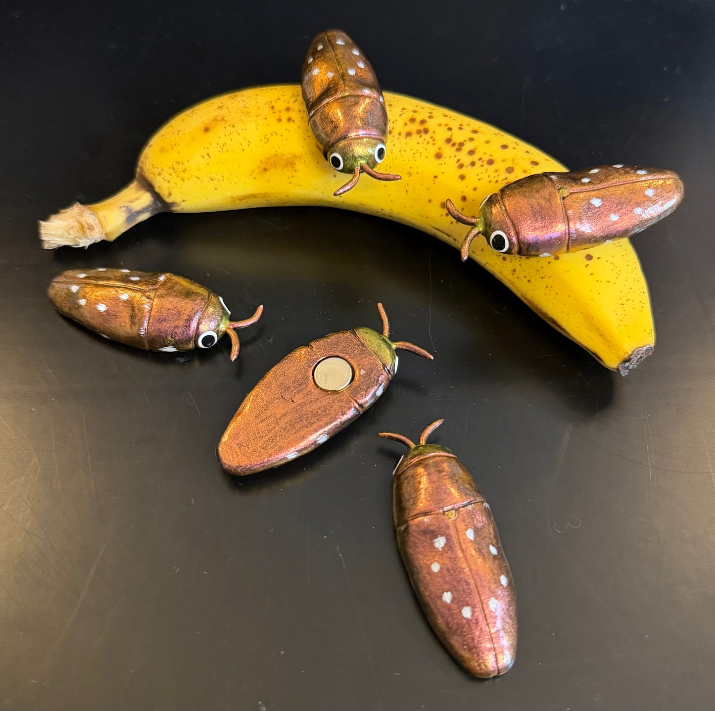 DISCOUNT // MISPAINTED Diphucrania albosparsa Magnet