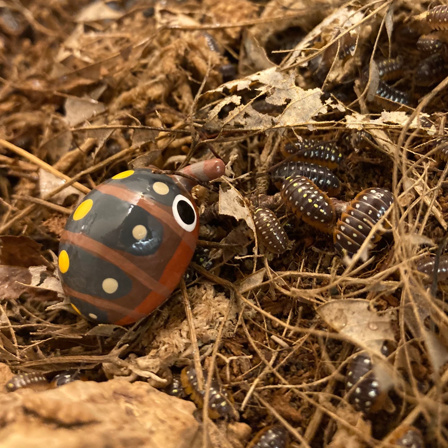 Armadillidium klugii Clown Isopod Mini Sculpture