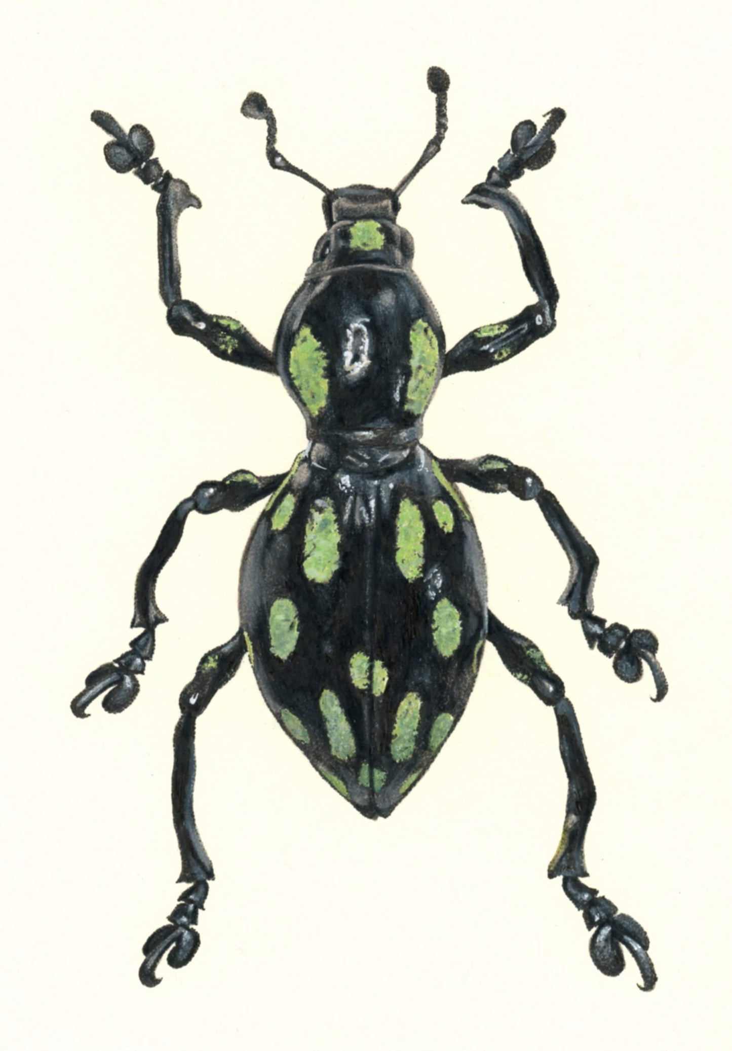 Pachyrhynchus smaragdinus Illustration