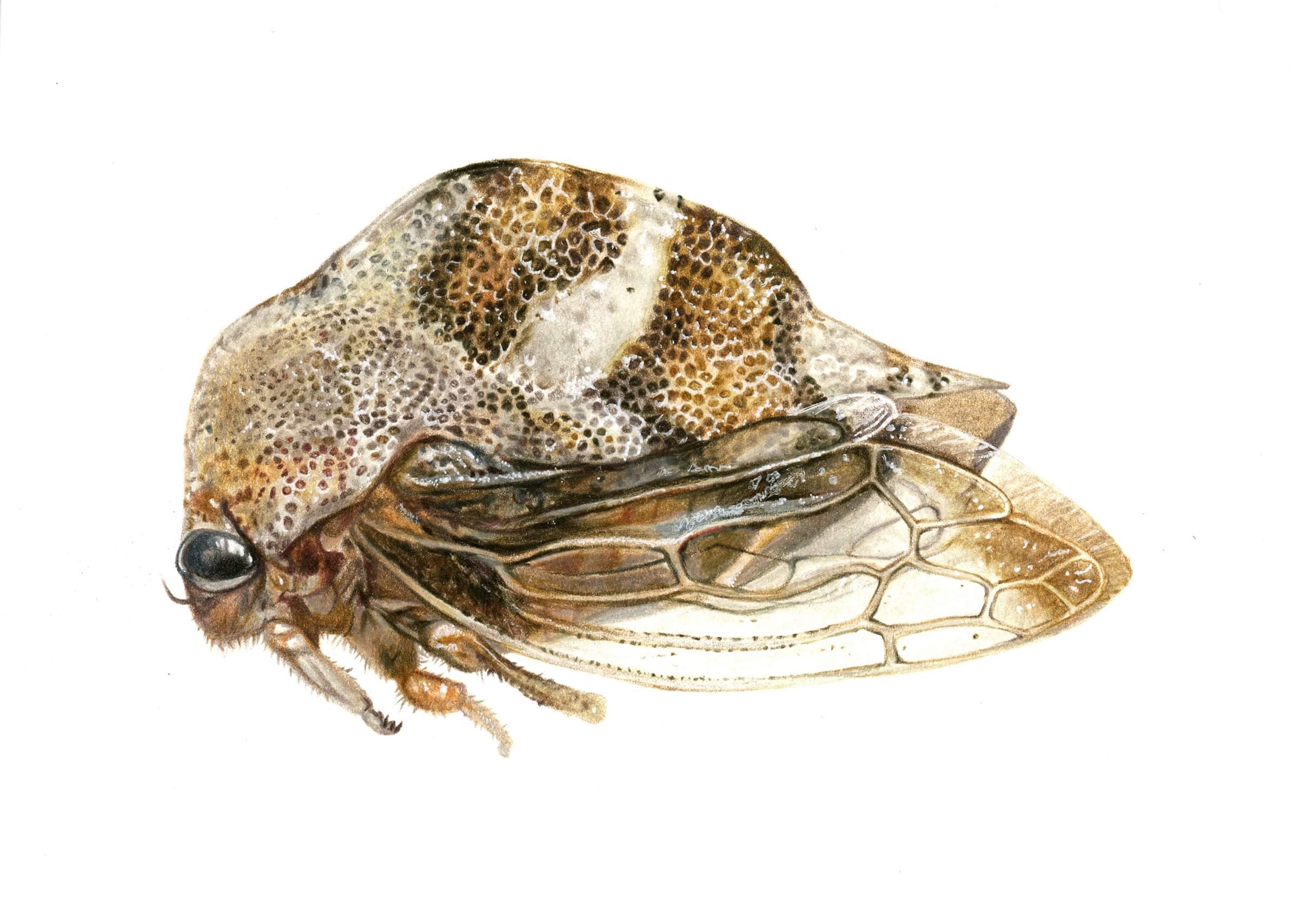 Cyrtolobus tuberosus Treehopper Illustration