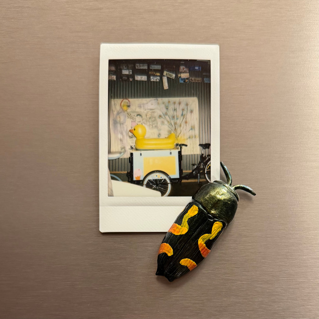 Castiarina flavopicta Magnet