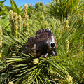 Tylopelta gibbera Sculpture