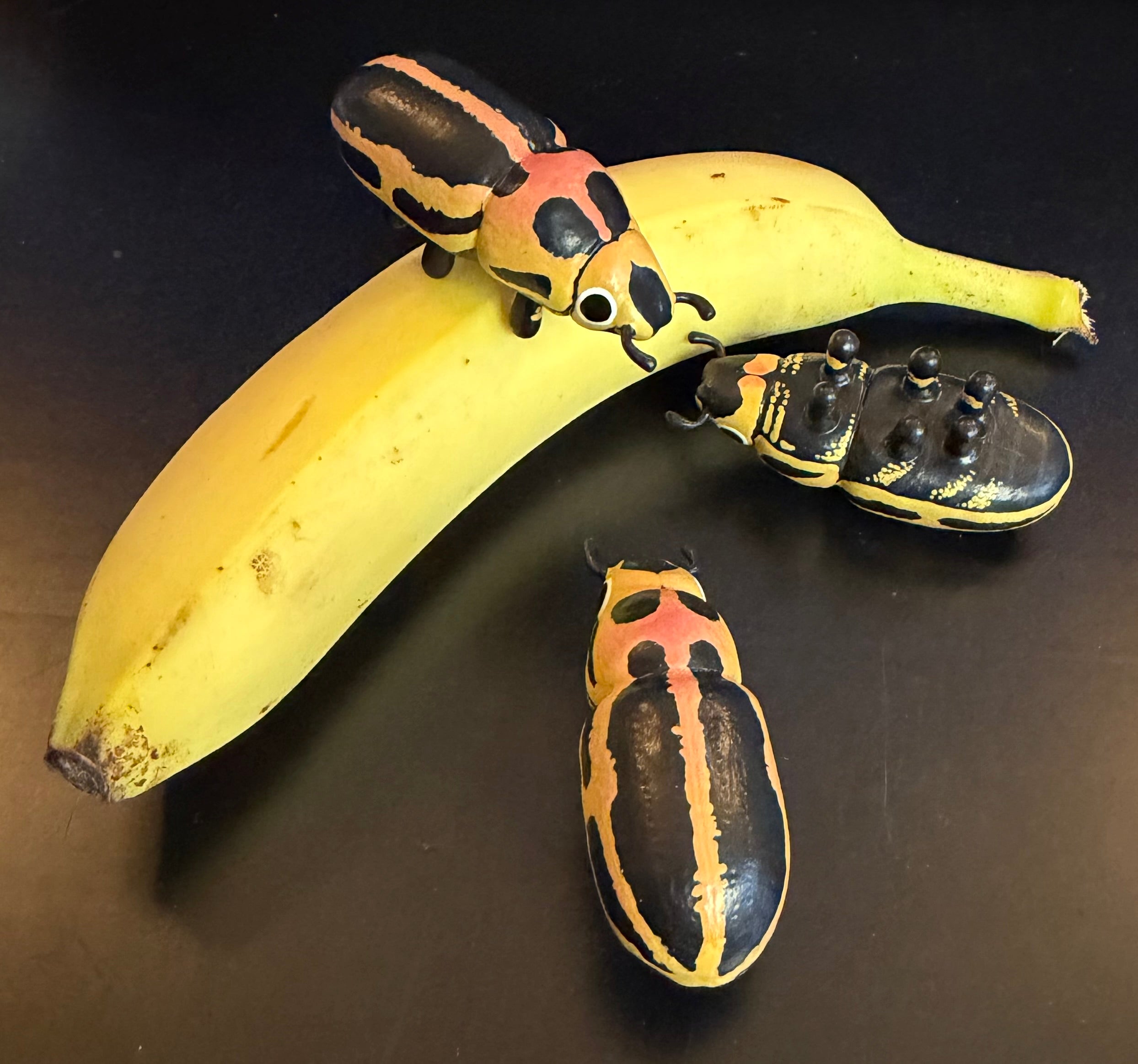 Eudiagogus pulcher "Beautiful Clown Weevil" Sculpture