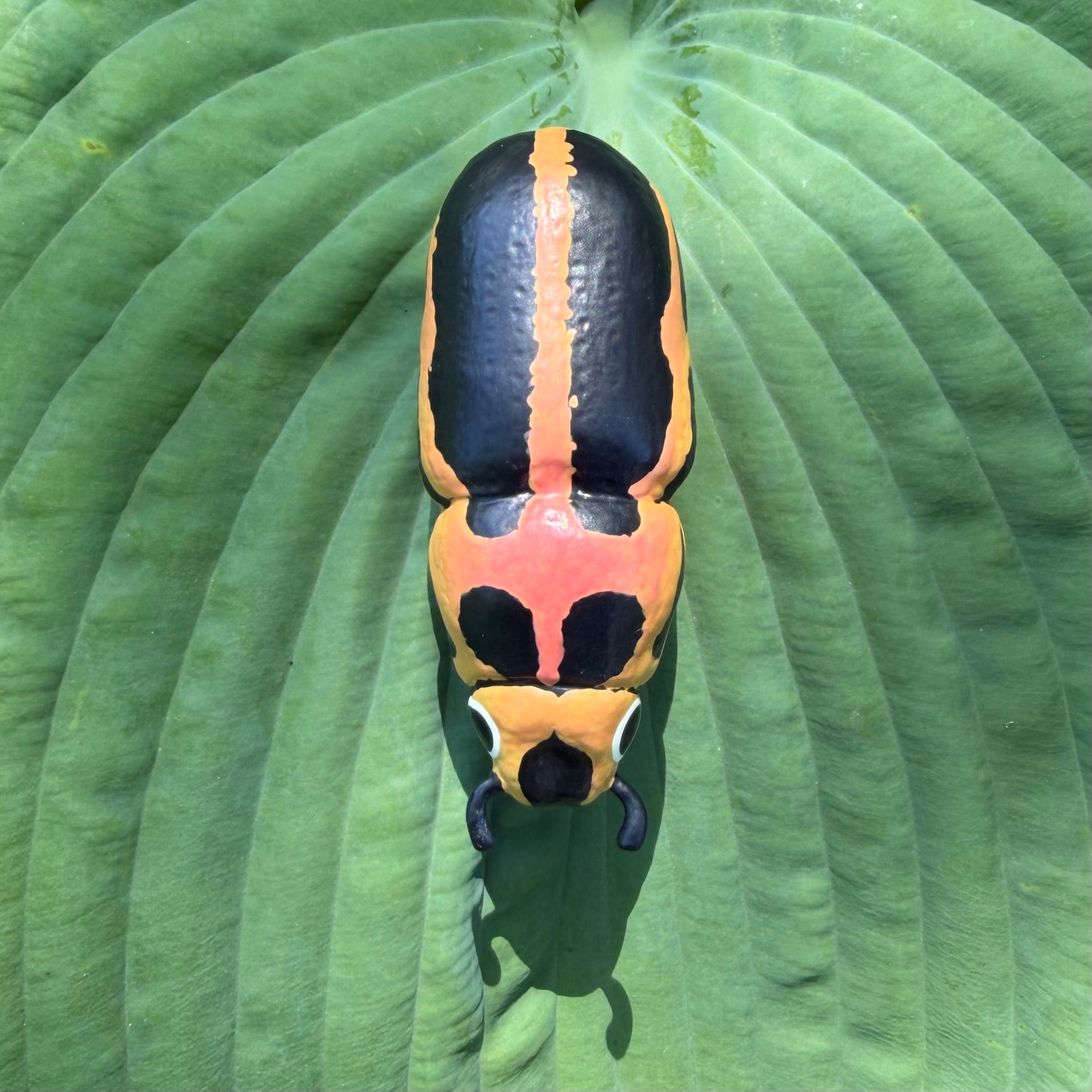 Eudiagogus pulcher "Beautiful Clown Weevil" Sculpture