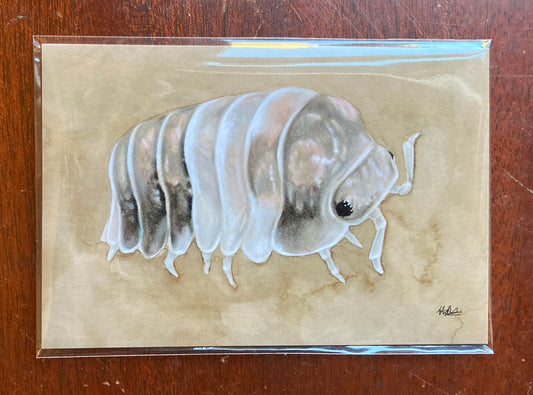 PRINT Cubaris sp. "Panda King" Isopod Illustration