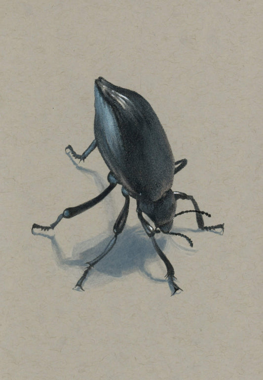 Eleodes sp. Beetle Illustration