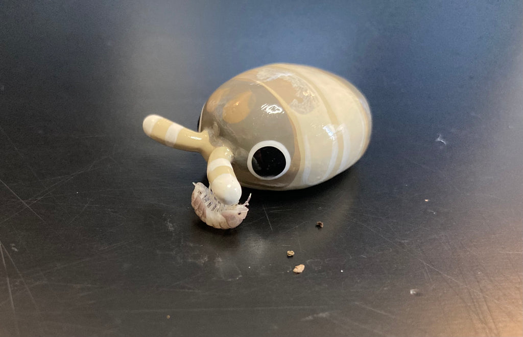 Cubaris sp. "Panda King" Isopod Mini Sculpture