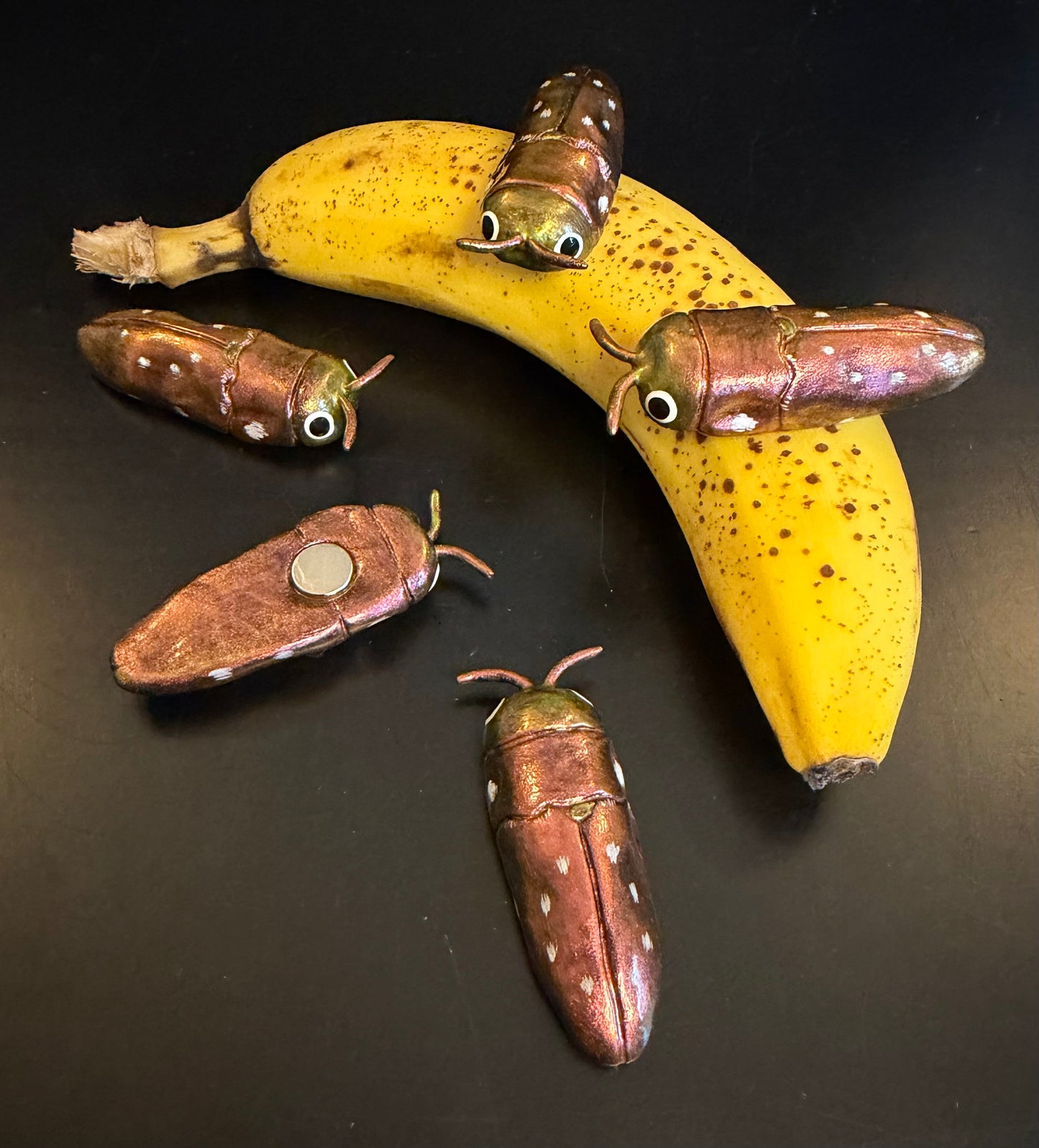 Diphucrania albosparsa Magnet