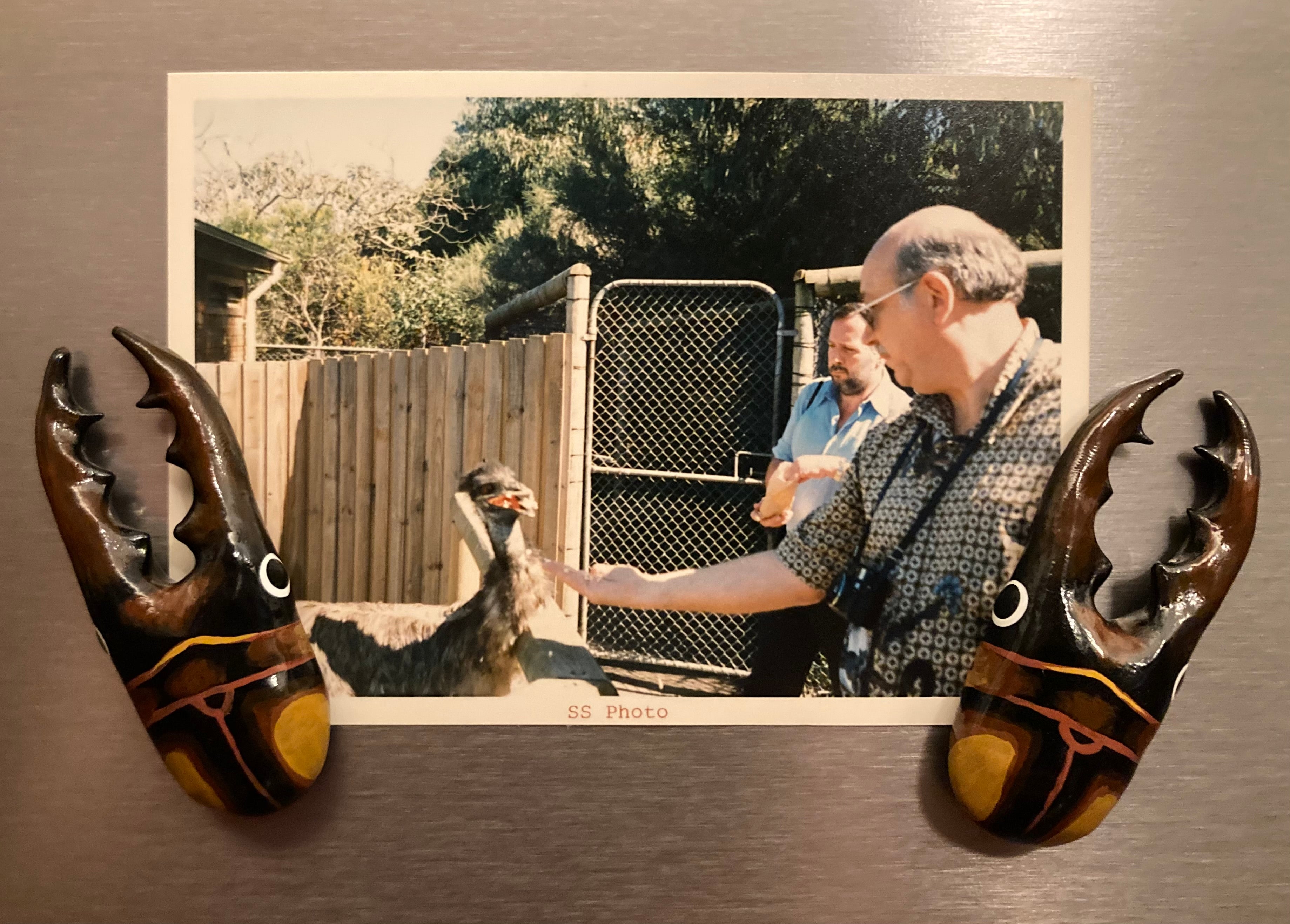 Prosopocoilus savagei Magnet