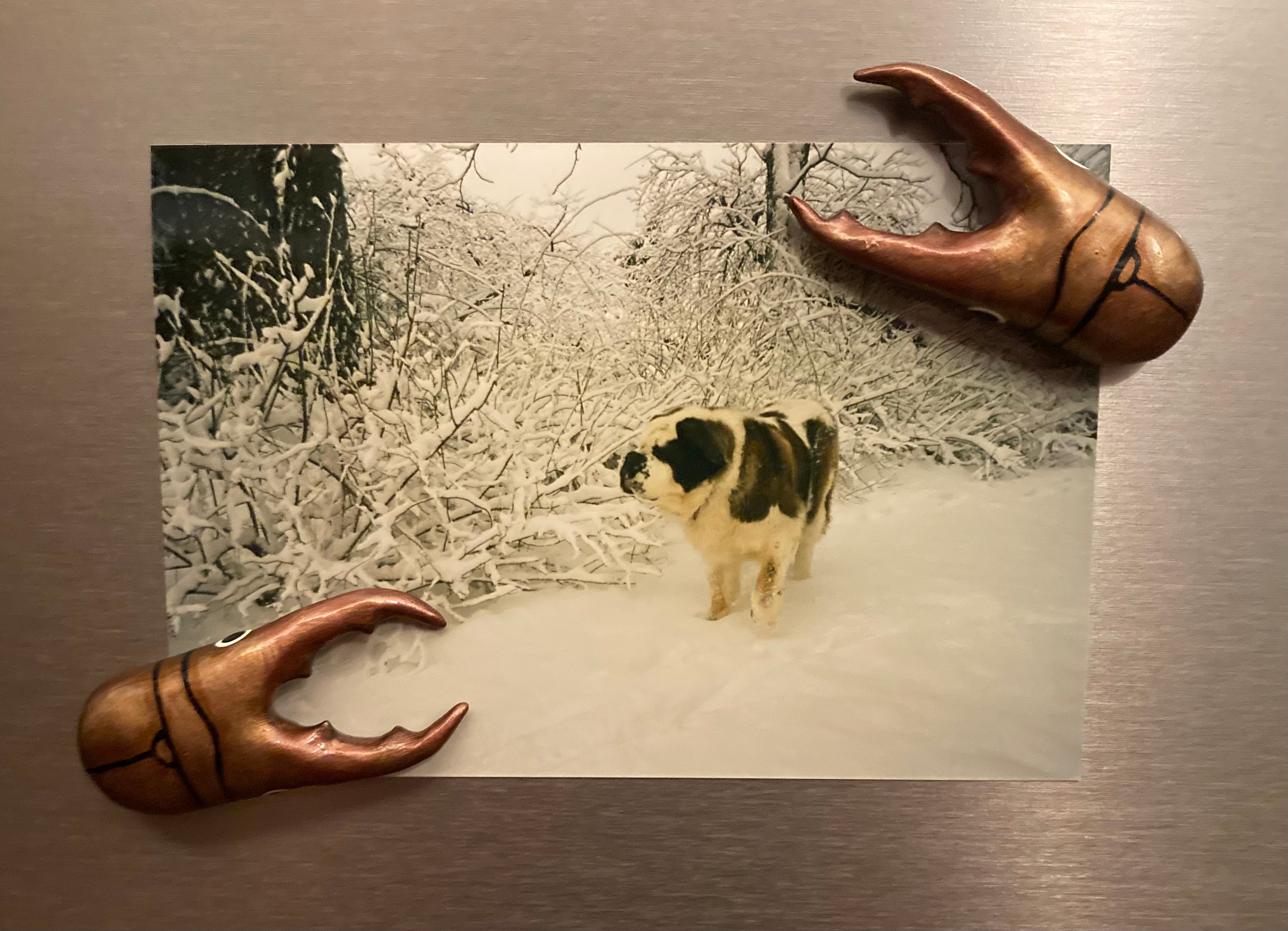 Cyclommatus metallifer Magnet