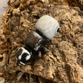 Euspinolia militaris "Panda Ant" Sculpture