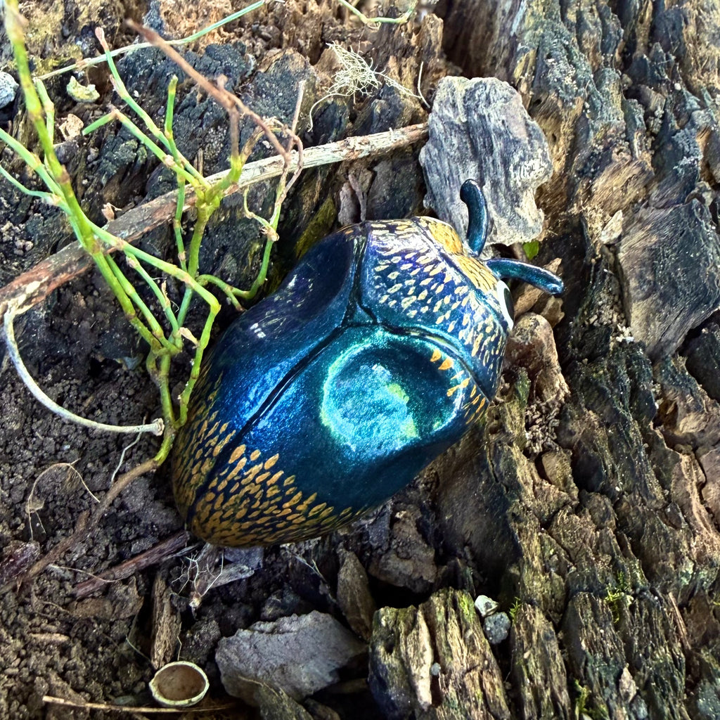 Trachys cupripyga Sculpture