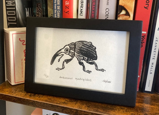 Anthonomus quadrigibbus Linocut Print