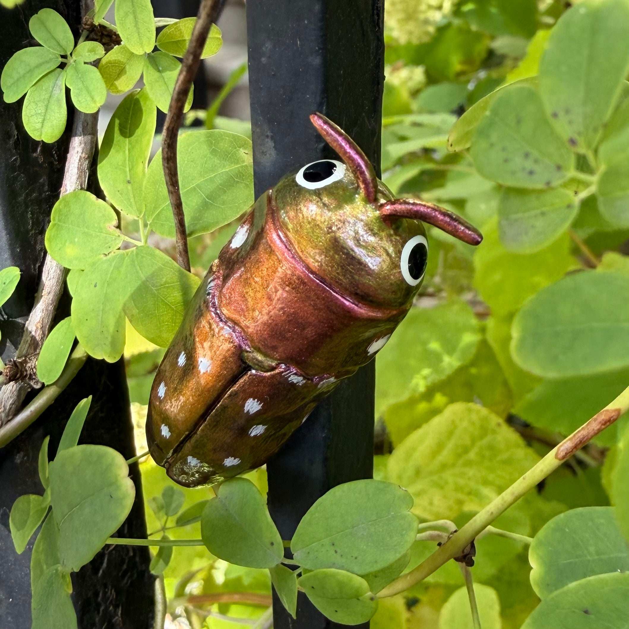 Diphucrania albosparsa Magnet