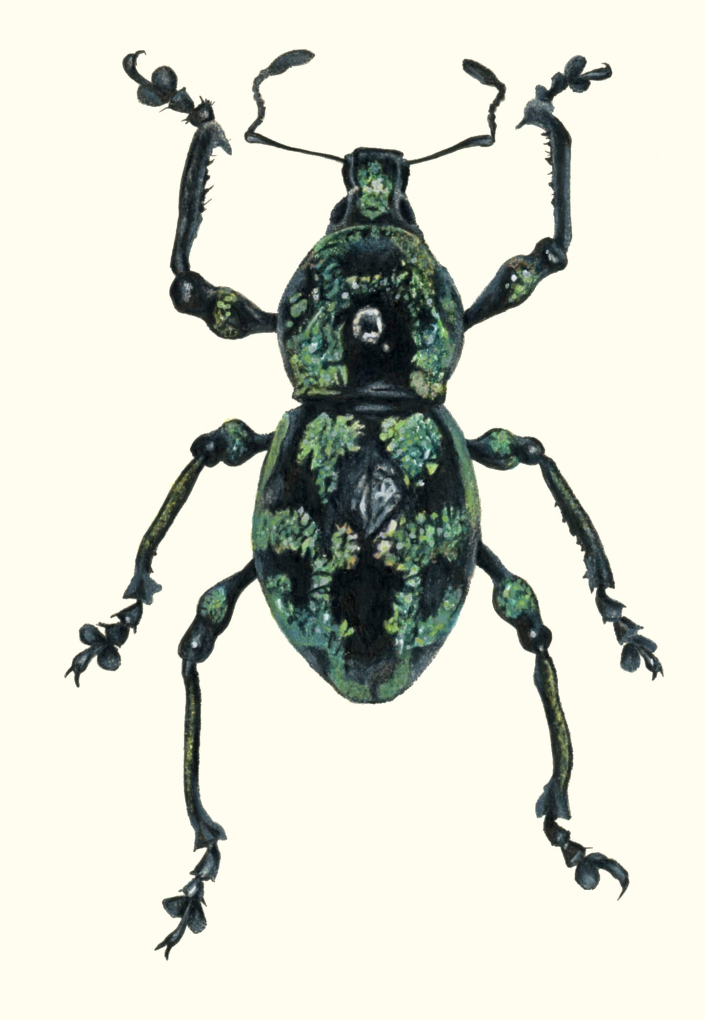 Metapocyrtus subquadrulifer Illustration