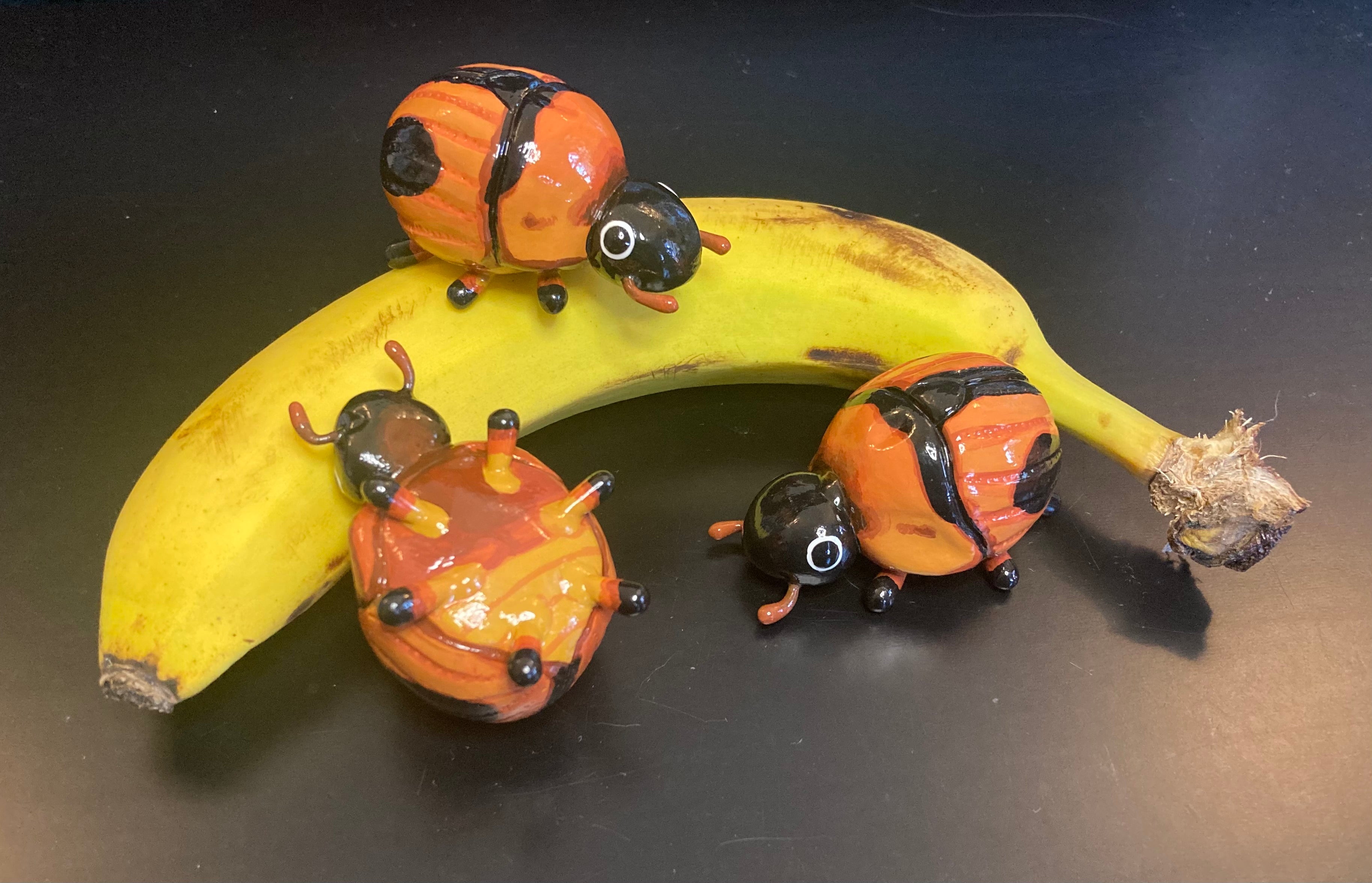 Bolbocerosoma confusum Sculputure