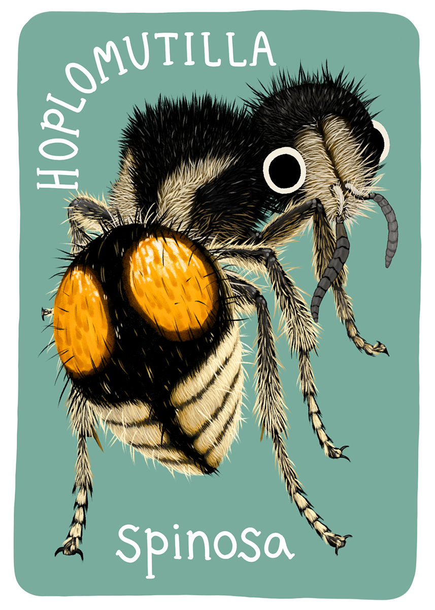 Mutillidae Mini Prints