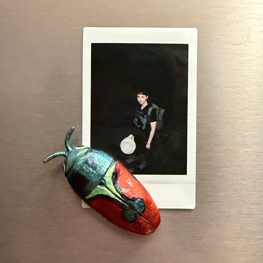 Anthaxia candens Magnet