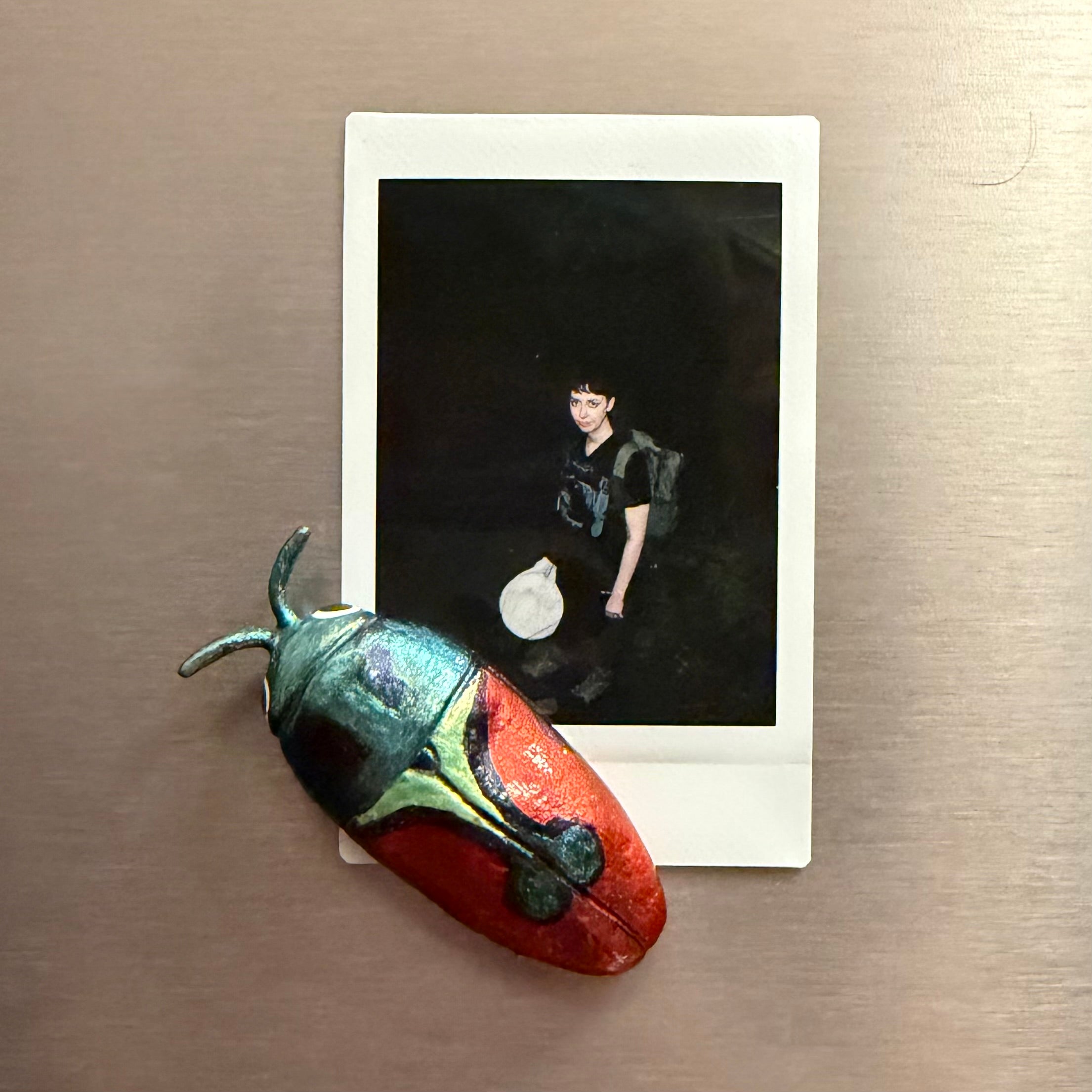 Anthaxia candens Magnet