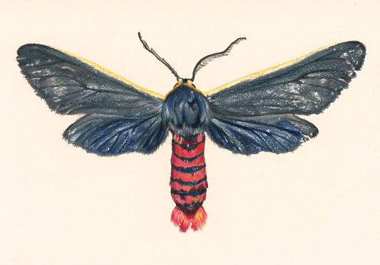 Euchaetes antica ♂ Moth Illustration