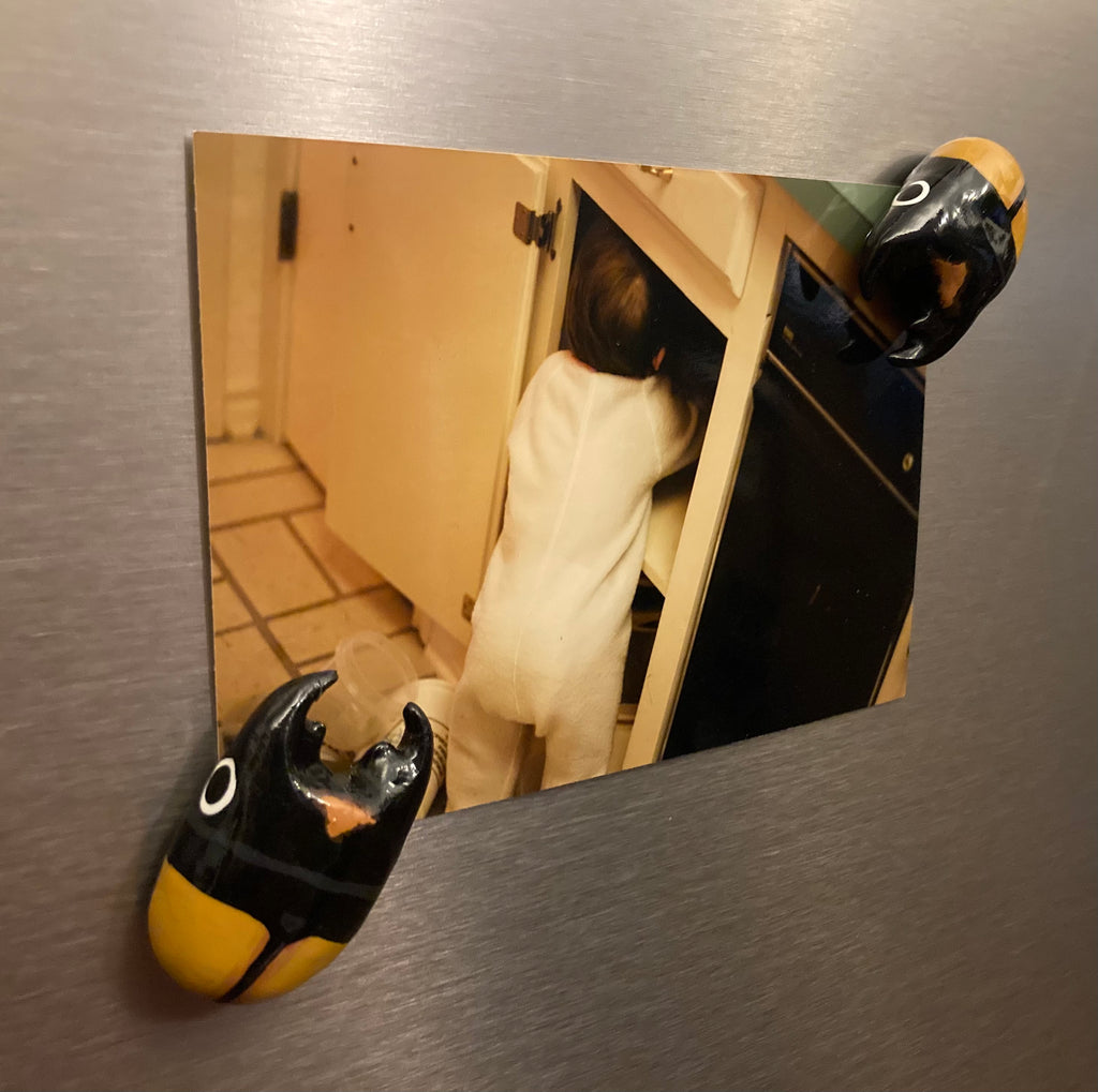 Odontolabis spectabilis Magnet