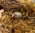 Armadillidium klugii "Clown" Isopod Mini Sculpture