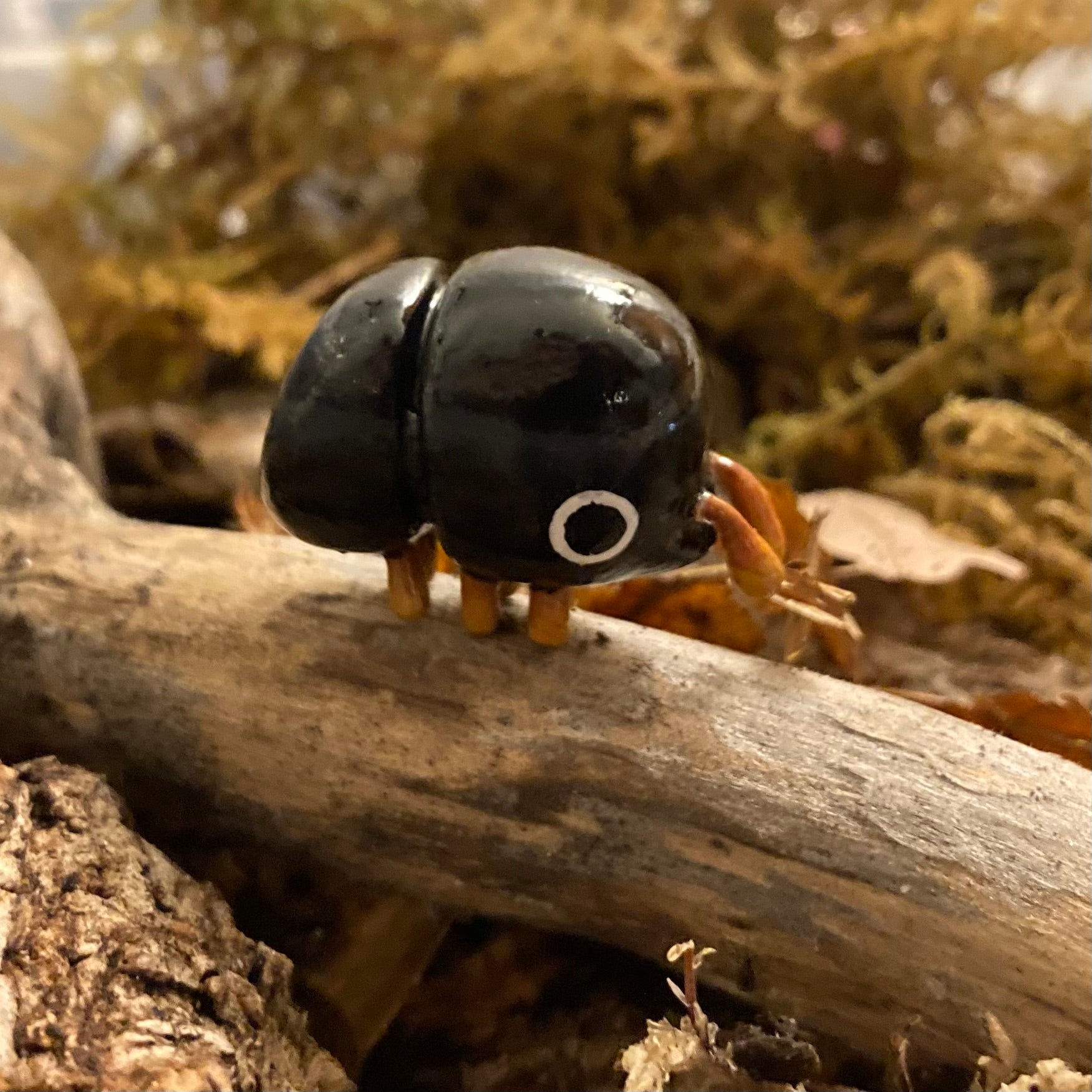 Cnestus mutilatus Sculpture