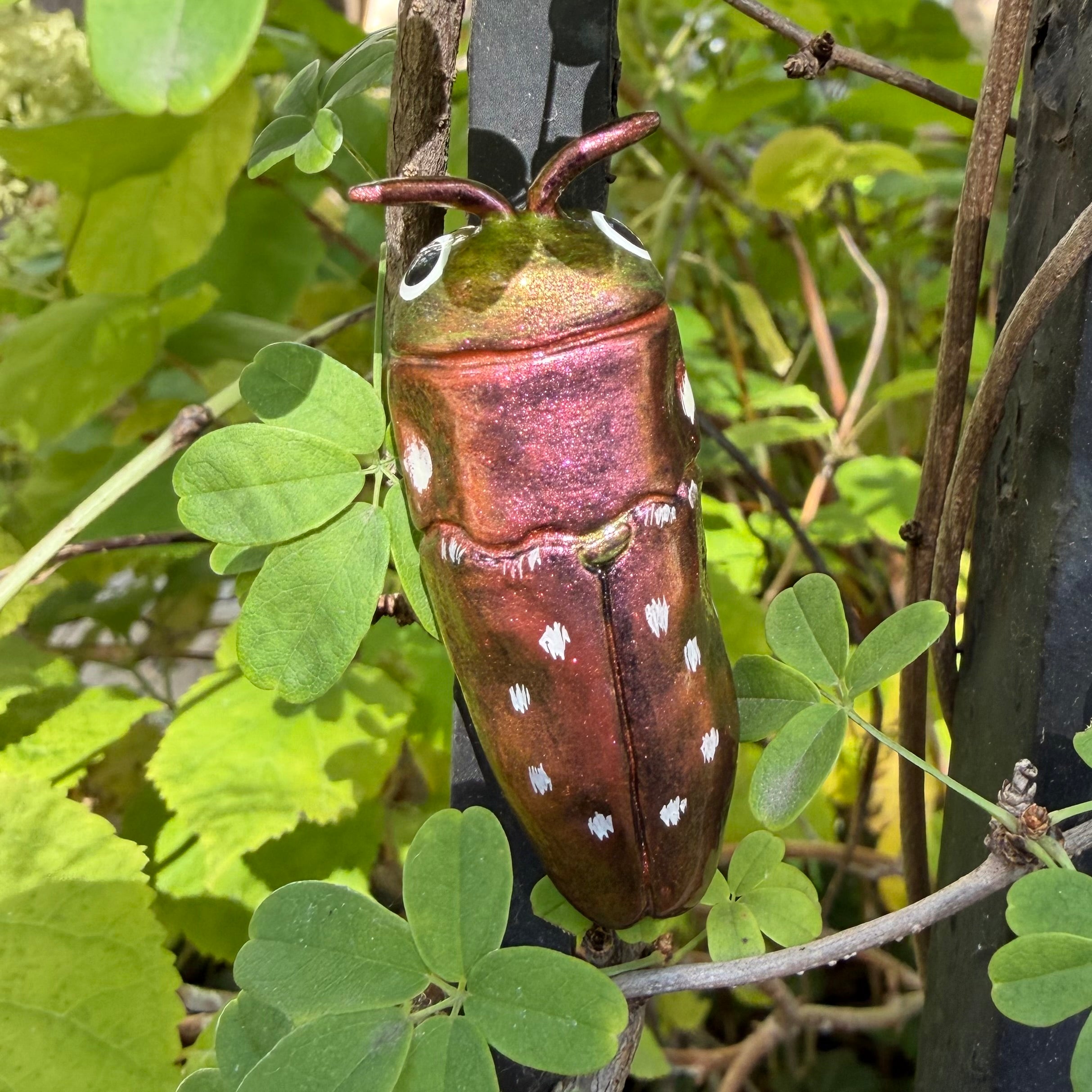 Diphucrania albosparsa Magnet