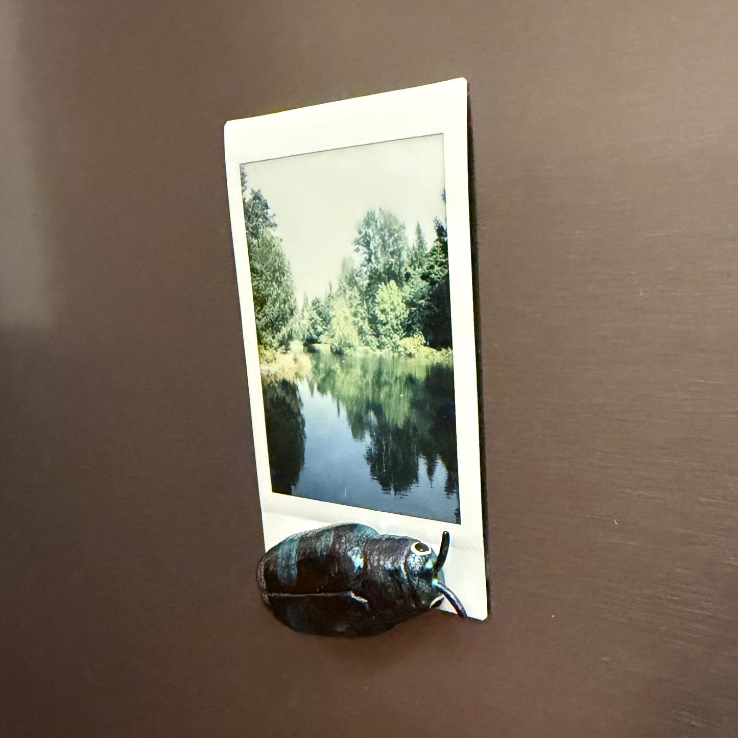 Chrysobothris chlorocephala Magnet