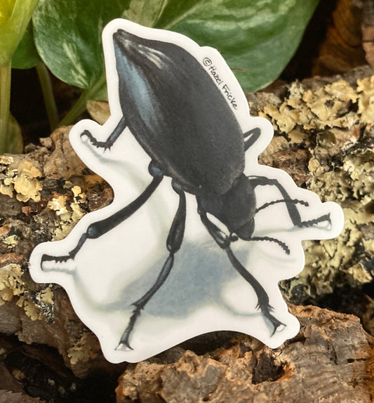 Eleodes sp. Beetle Sticker