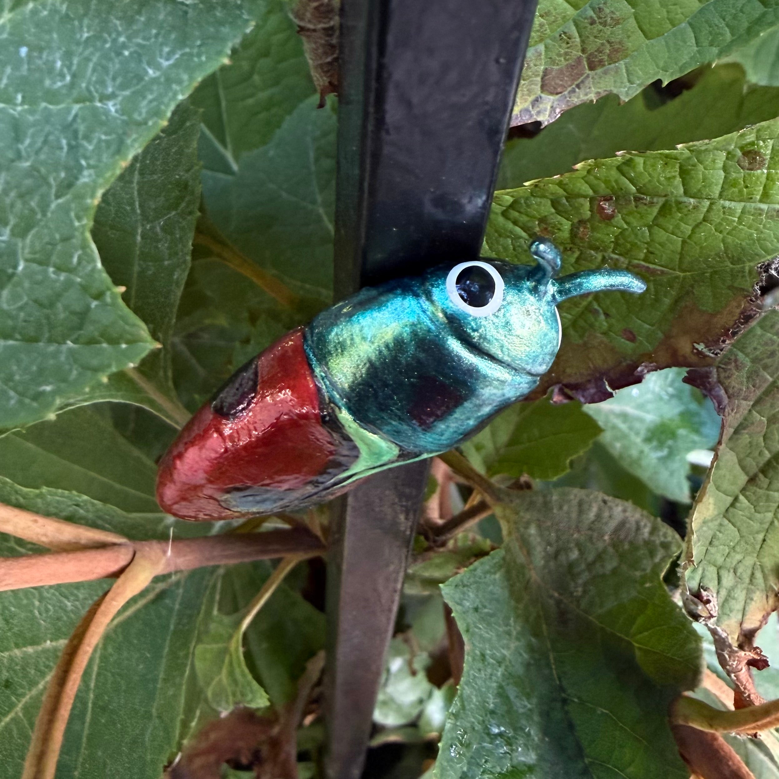 Anthaxia candens Magnet