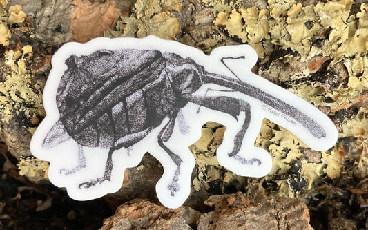 Anthonomus quadrigibbus Weevil Sticker