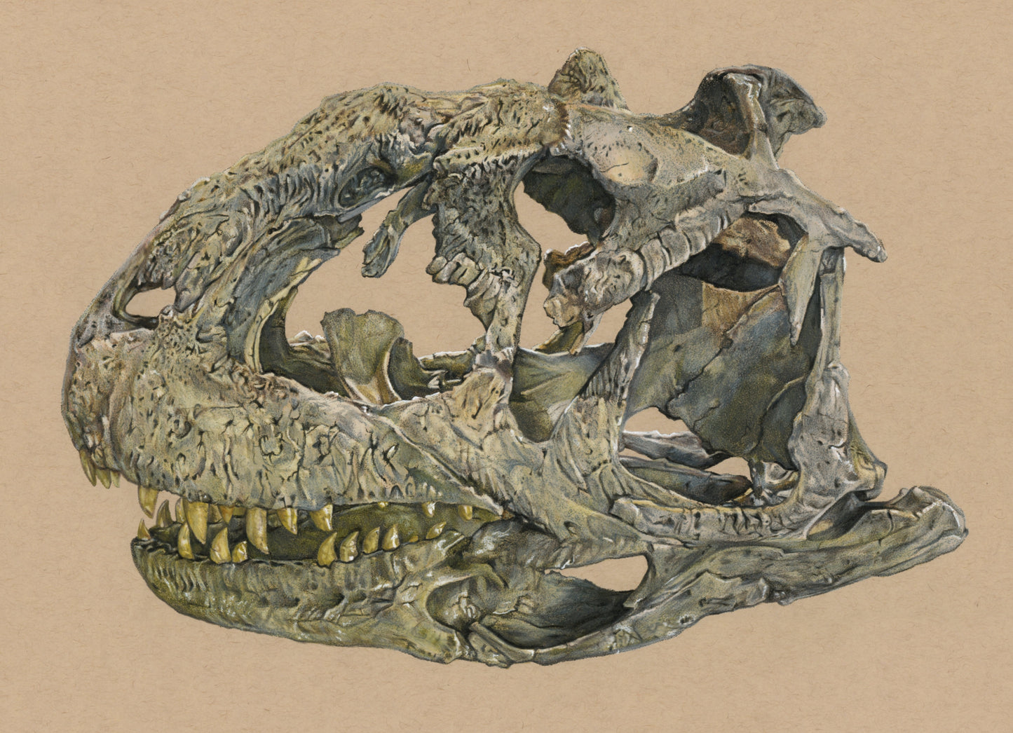 Majungasaurus Skull Illustration