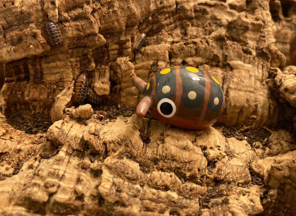 Armadillidium klugii "Clown" Isopod Mini Sculpture