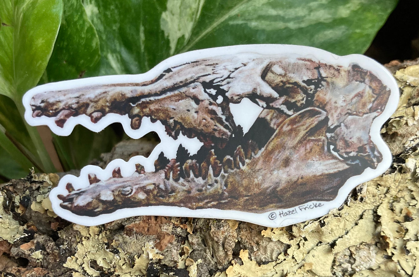 Basilosaurus Fossil Skull Sticker