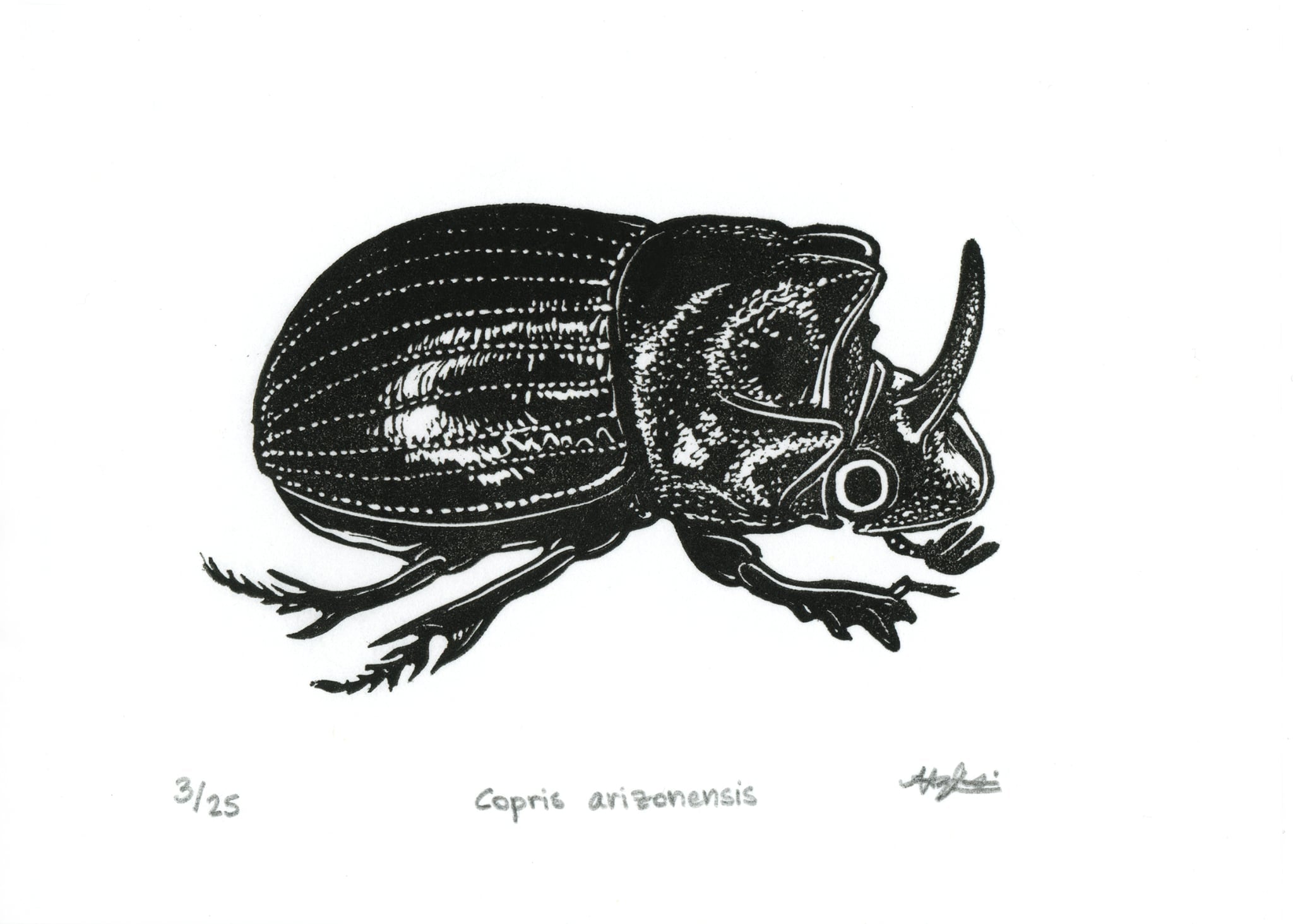 Copris arizonensis Linocut Print
