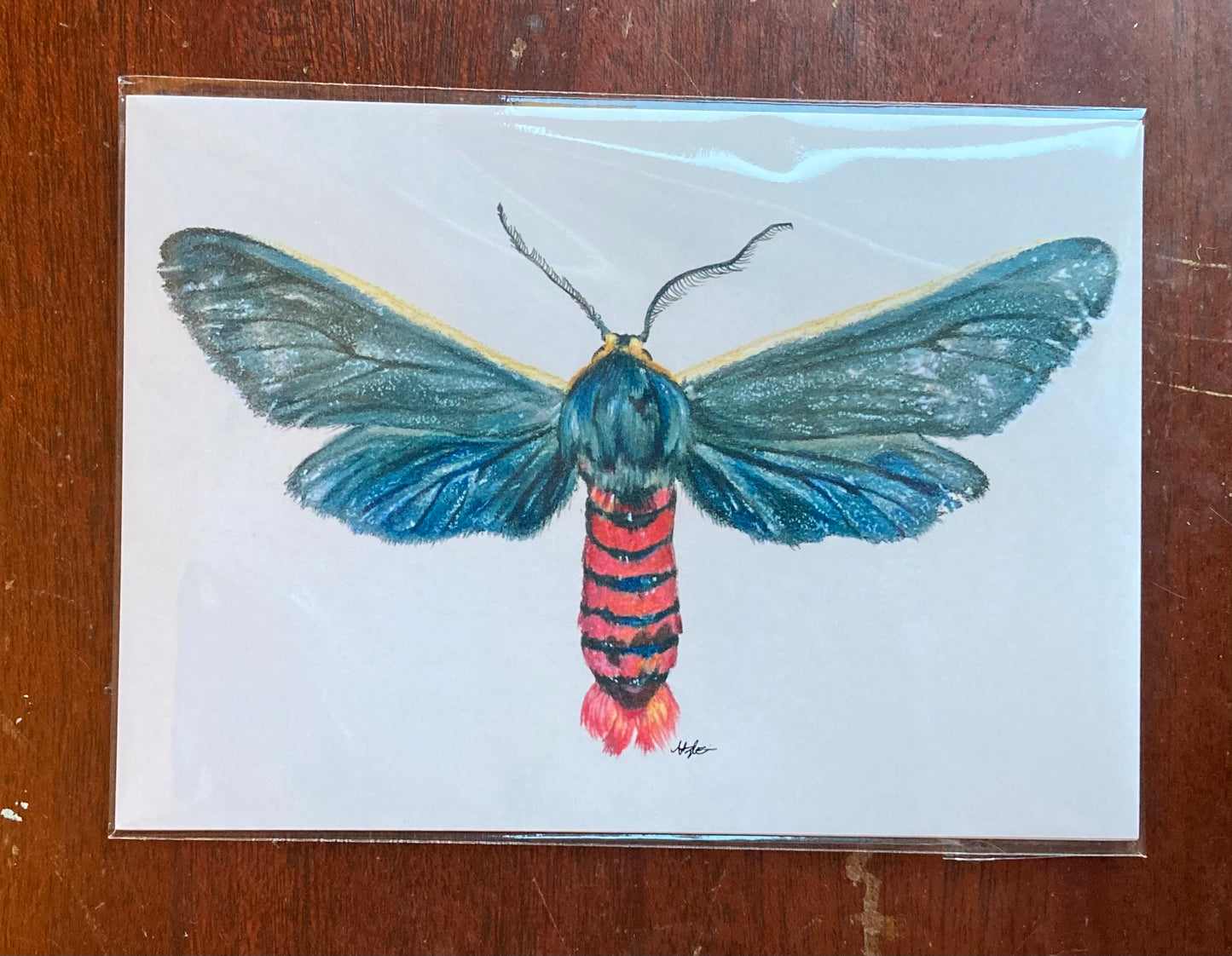 PRINT Euchaetes antica ♂ Illustration