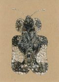 Corythucha cydoniae Lace Bug Illustration