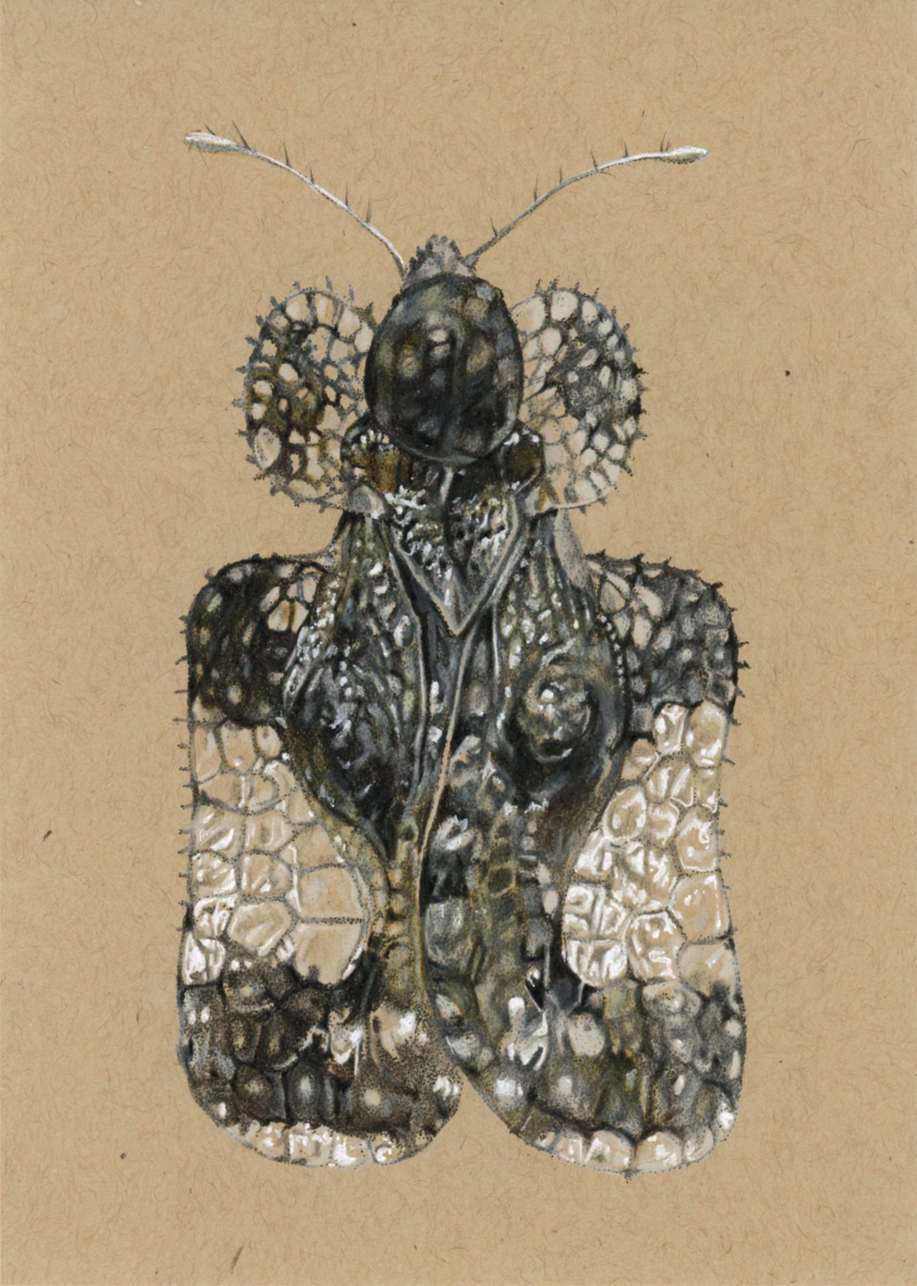 Corythucha cydoniae Lace Bug Illustration