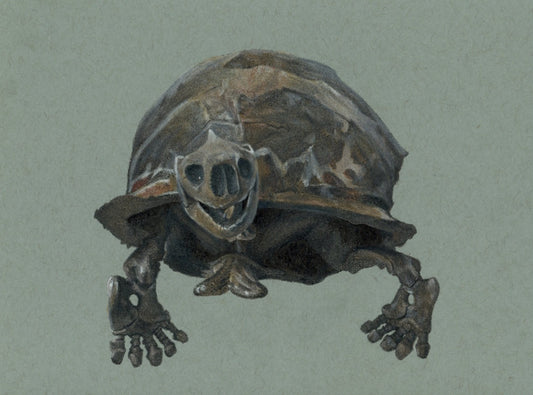 Megalochelys atlas Tortoise Illustration