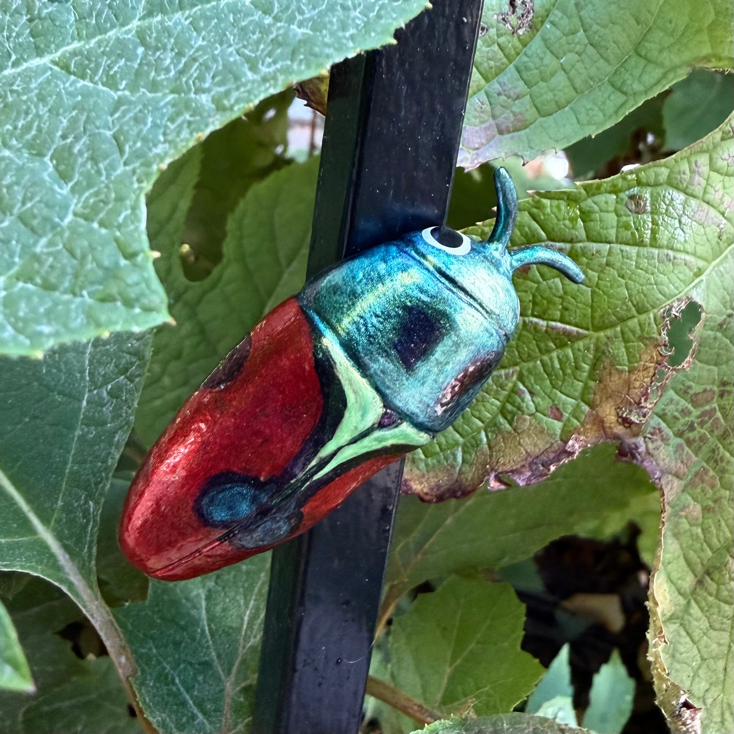 Anthaxia candens Magnet