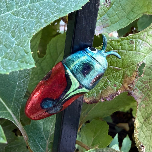 Anthaxia candens Magnet