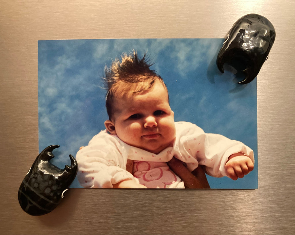 Serrognathus bucephalus Magnet