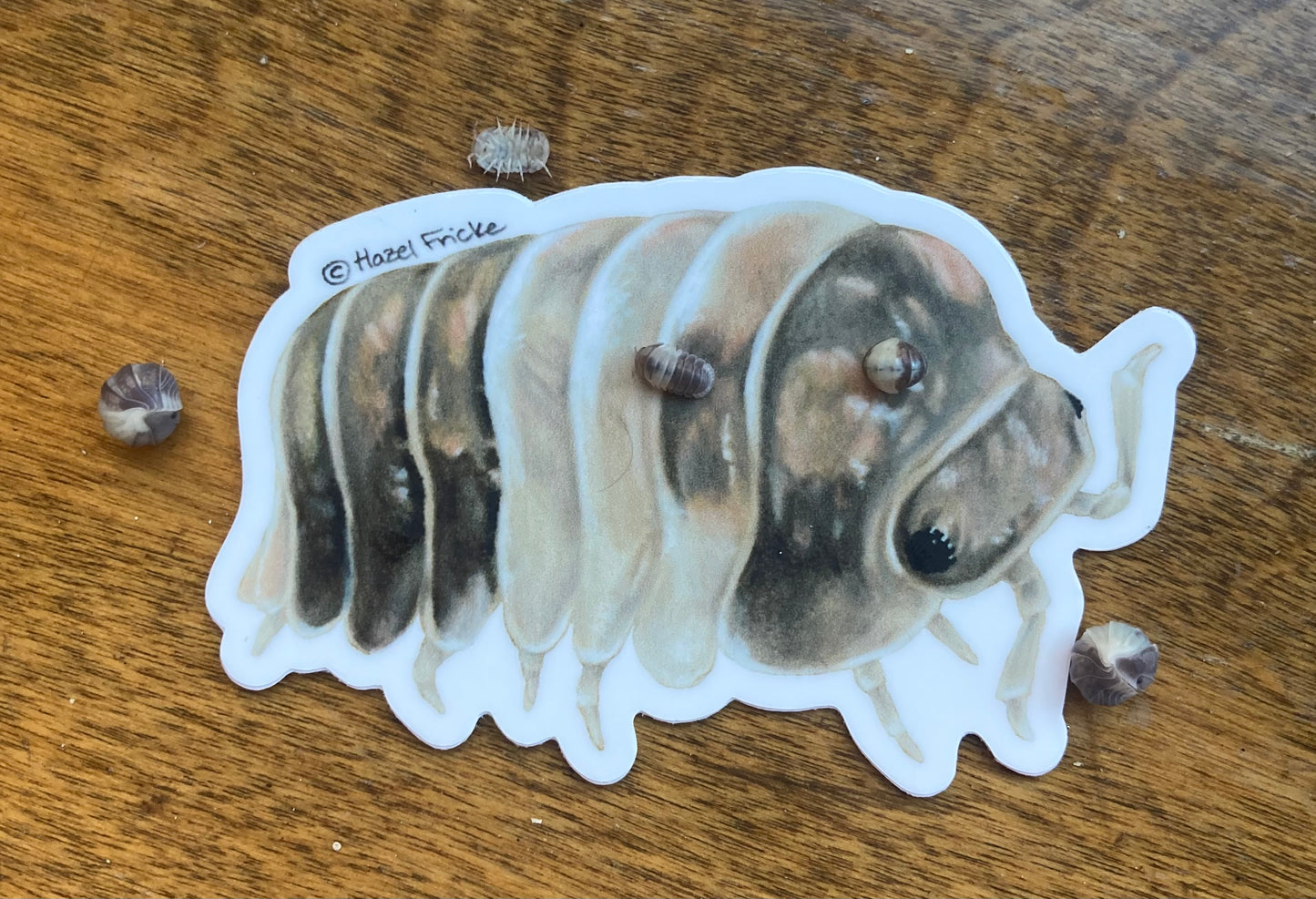 Cubaris sp. "Panda King" Isopod Sticker