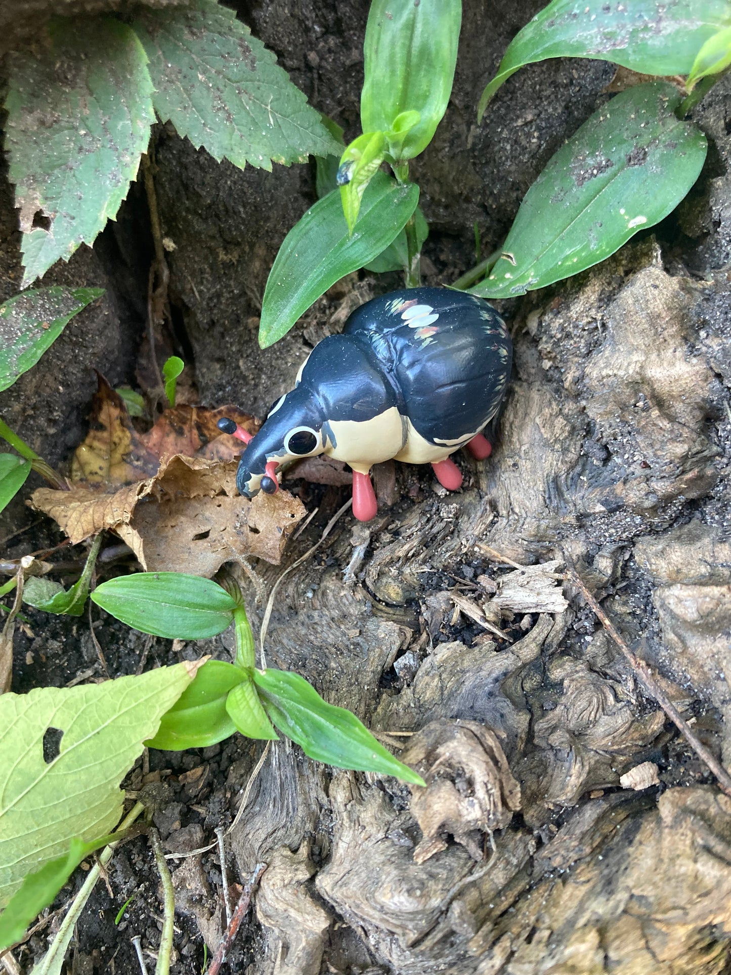 Phytobius leucogaster Sculpture