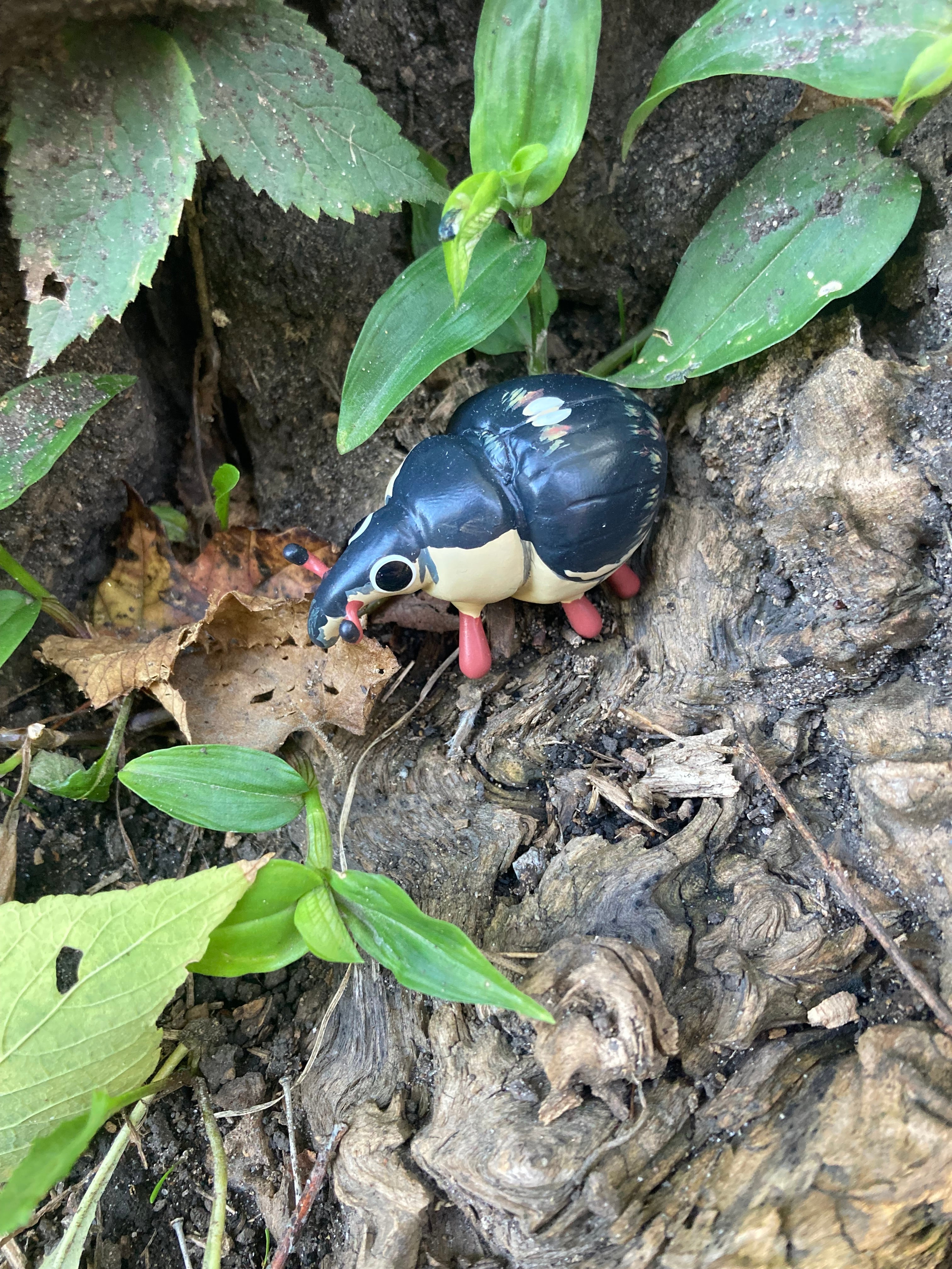 Phytobius leucogaster Sculpture