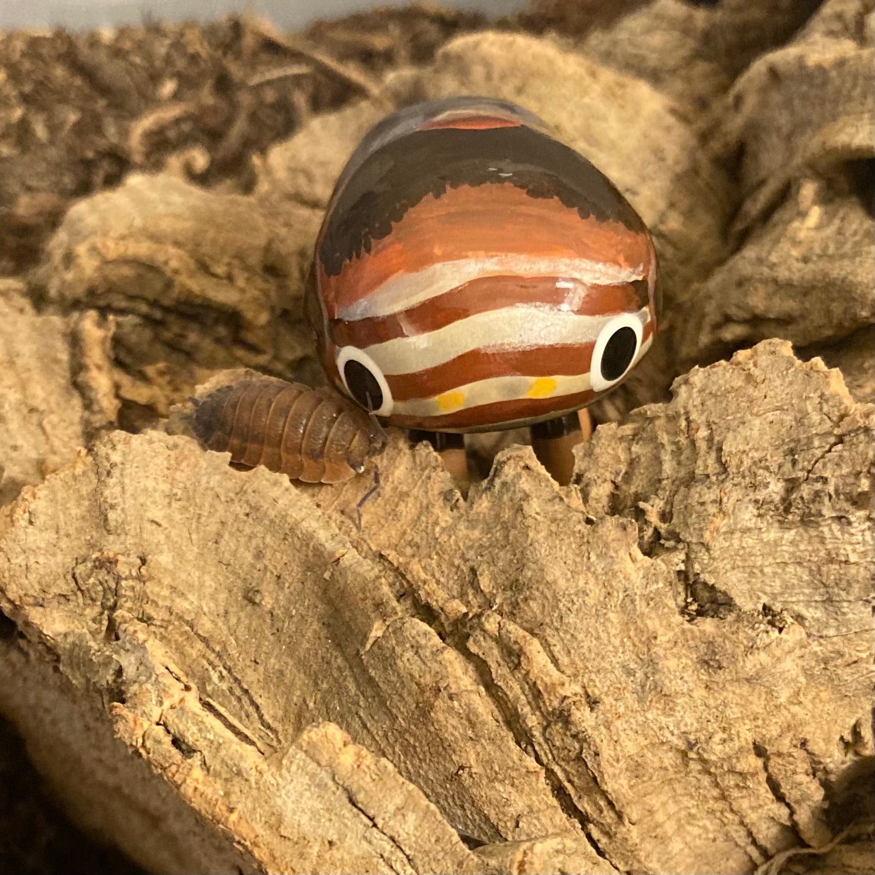 Clastoptera obtusa Sculpture