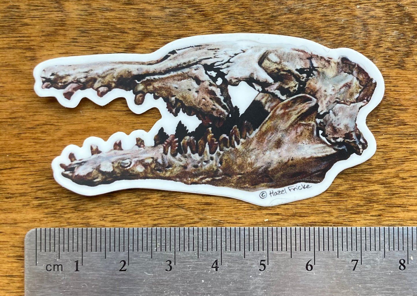 Basilosaurus Fossil Skull Sticker