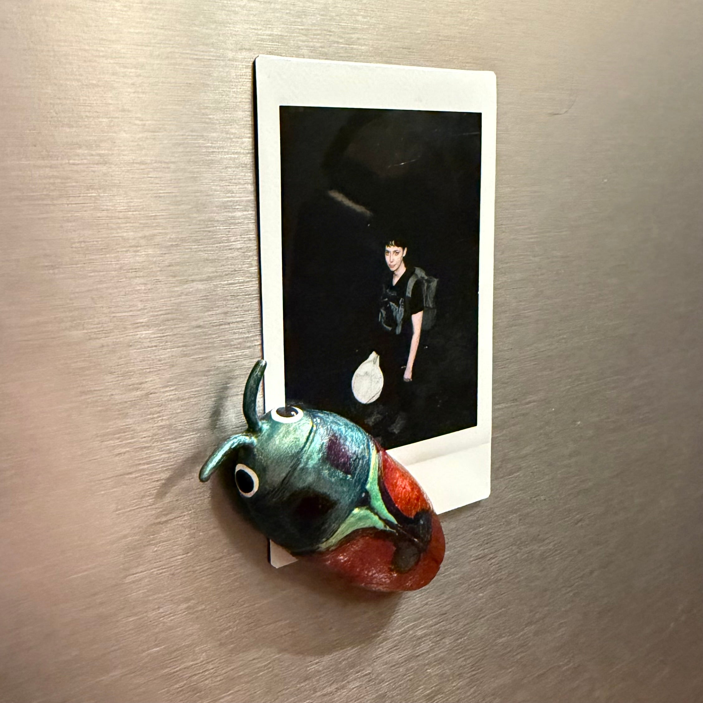 Anthaxia candens Magnet