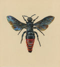 Triscolia ardens Wasp Illustration